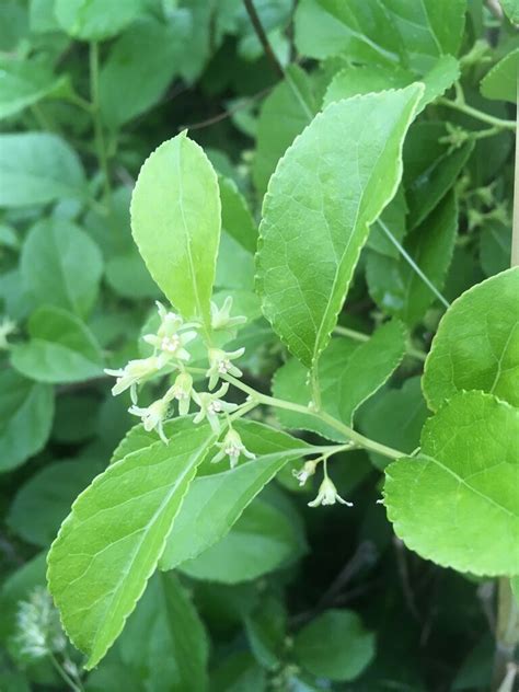 aziatische boomwurger|Celastrus orbiculatus